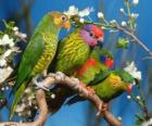 Четыре parakeets